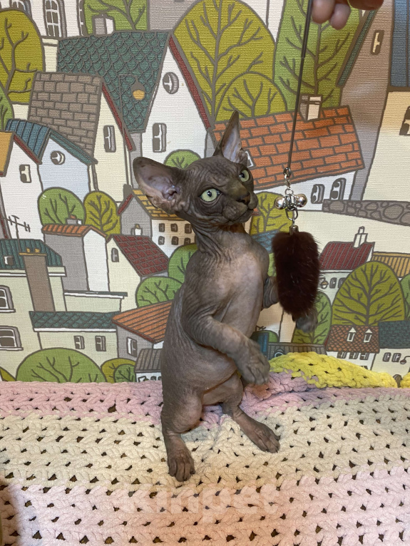 Кошки в Москве: Гетсби-огнищенский парень Мальчик, 45 000 руб. - фото 4