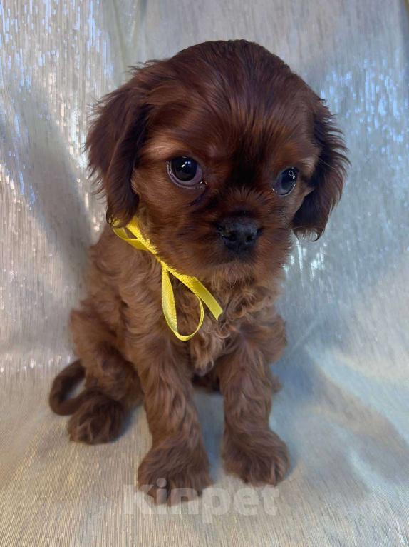 Собаки в Иваново: Шикарный рубинчик Мальчик, Бесплатно - фото 3