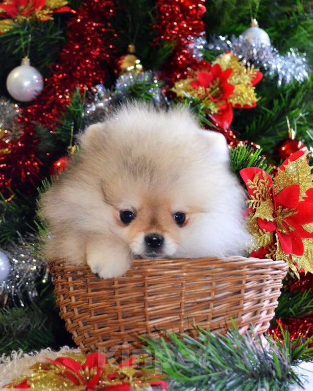 Собаки в Бийске: Щенки померанского щенка Мальчик, 40 000 руб. - фото 3