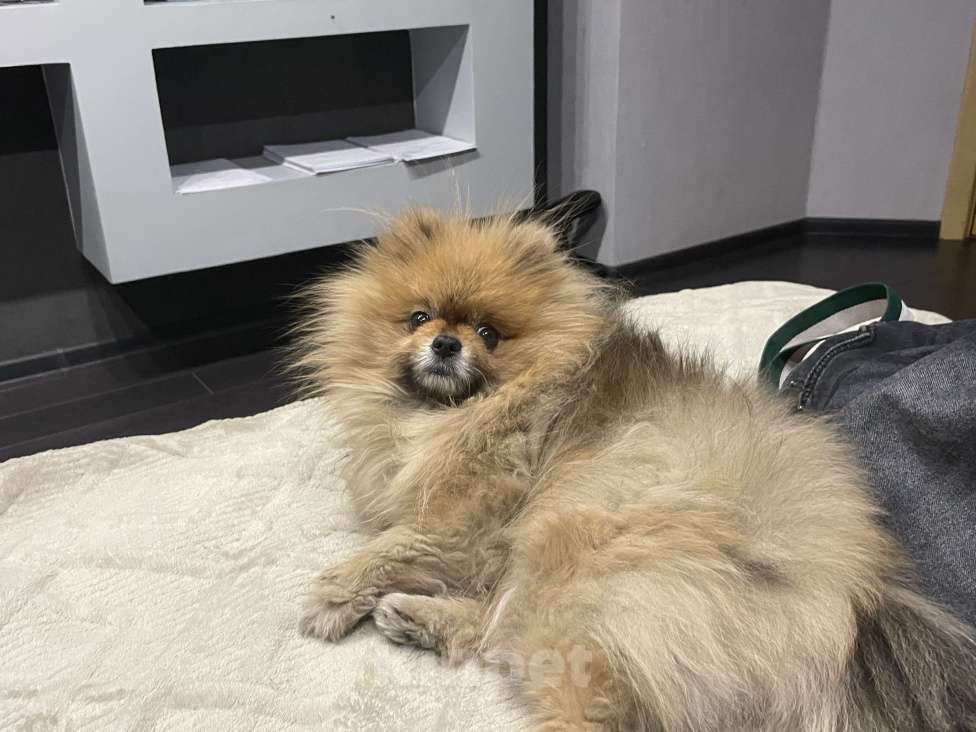 Собаки в Улане-Удэ: Пропала собака Мальчик, 1 000 руб. - фото 5