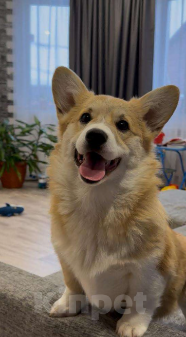 Собаки в Томске: малыш Девочка, 50 000 руб. - фото 1