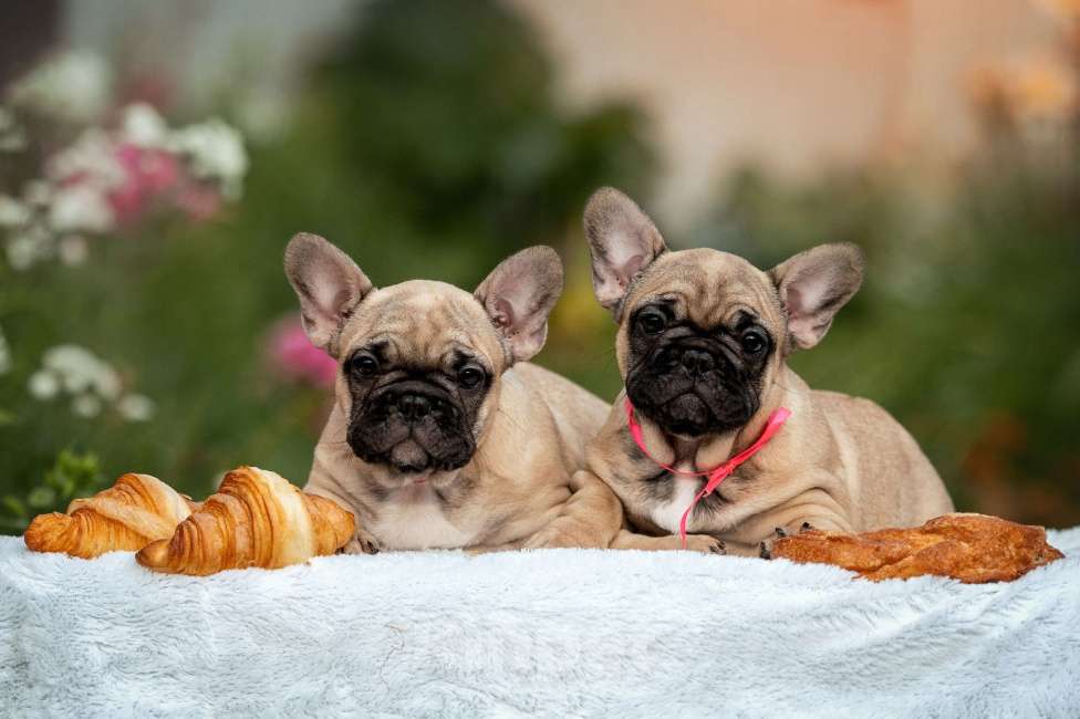 Собаки в Москве: Щенок французского бульдога Девочка, 70 000 руб. - фото 4