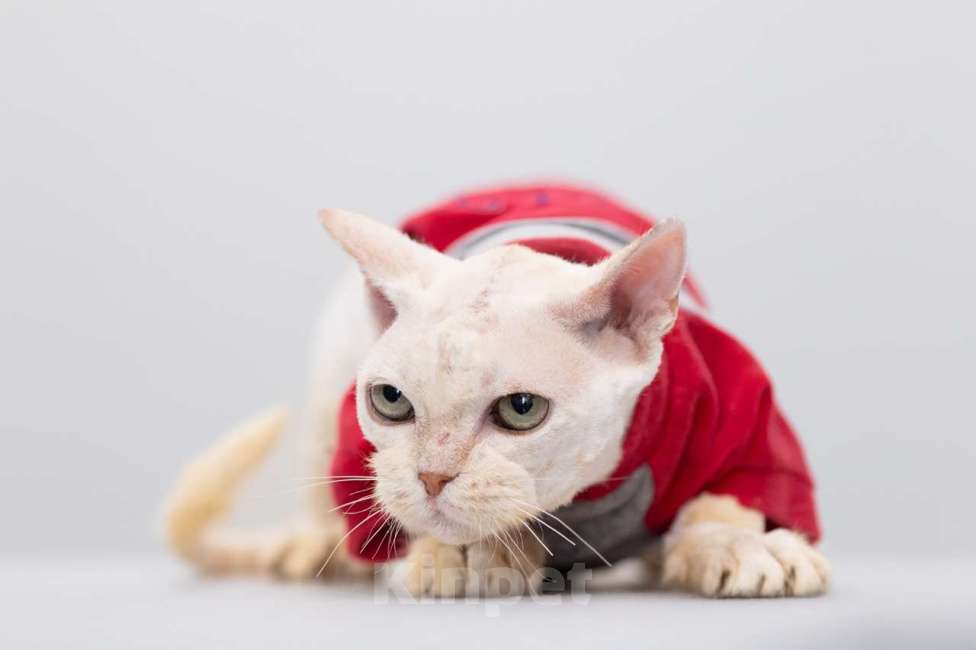 Кошки в Москве: Дорофей Мальчик, Бесплатно - фото 5