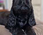 Собаки в Всеволожске: Английский кокер спаниель-щенок Мальчик, Бесплатно - фото 1