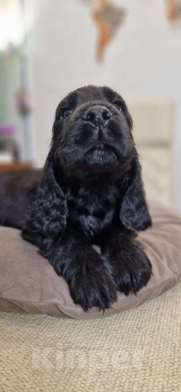 Собаки в Всеволожске: Английский кокер спаниель-щенок Мальчик, Бесплатно - фото 1