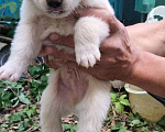 Собаки в Ореховом-Зуево: Отдаём щенков в добрые руки Мальчик, Бесплатно - фото 1
