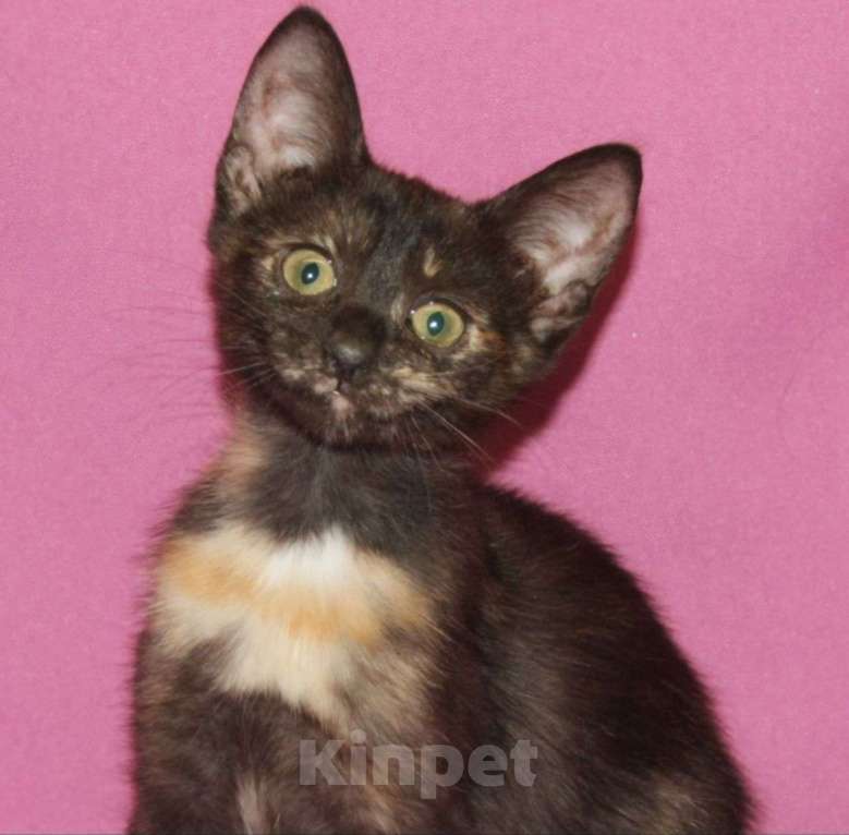 Кошки в Москве: Котенок девочка в добрые руки Девочка, Бесплатно - фото 3