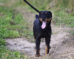 Собаки в Видном: Ягд Яша, 2 года Мальчик, 1 руб. - фото 8
