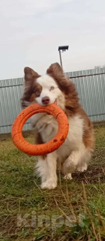 Собаки в Санкт-Петербурге: Австралийская овчарка аусси в дар Мальчик, Бесплатно - фото 1