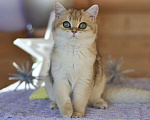 Кошки в Владивостоке: Британский котенок. Золотая девочка Девочка, 50 000 руб. - фото 1