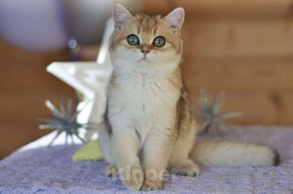 Кошки в Владивостоке: Британский котенок. Золотая девочка Девочка, 50 000 руб. - фото 1