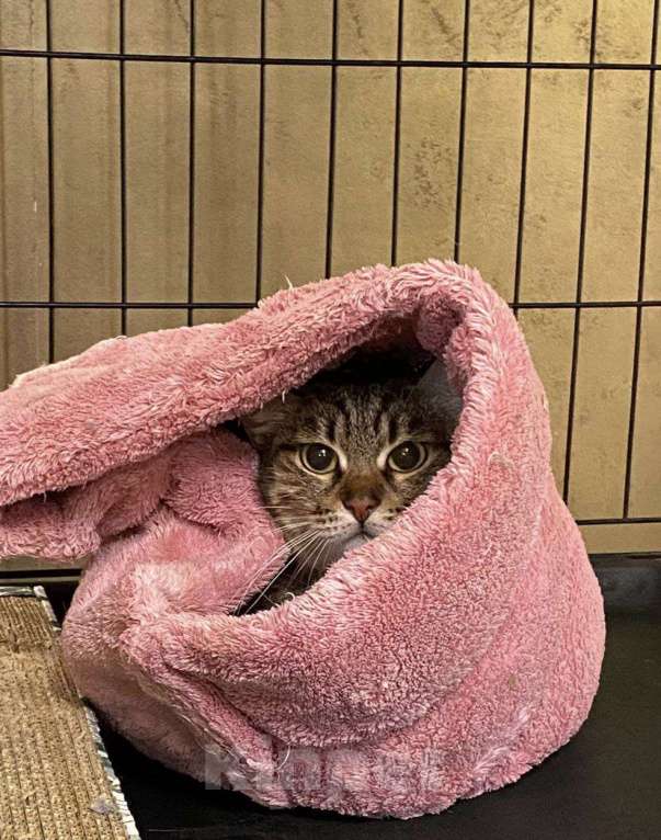 Кошки в Москве: Кошечка в добрые руки Девочка, Бесплатно - фото 1