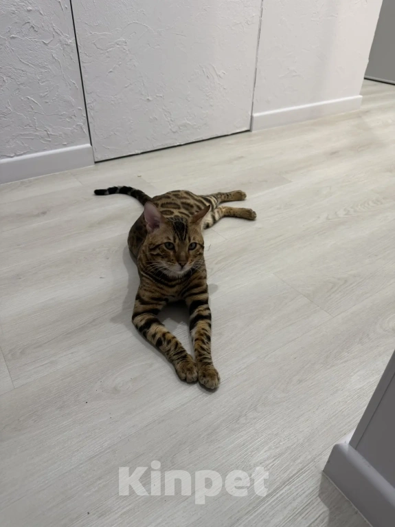 Кошки в Екатеринбурге: GRACE EKT"S  RICHARD - бенгальский кот в разведение! Мальчик, Бесплатно - фото 7