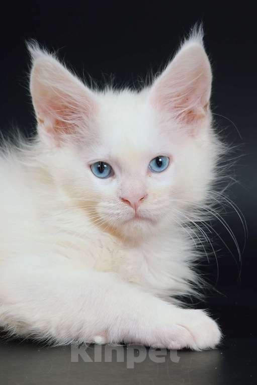 Кошки в Апрелевке: Купить котенка мейн-кун в Москве и области Мальчик, 50 000 руб. - фото 2