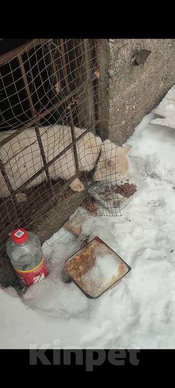 Кошки в Воронеже: Найден кот или кошка Мальчик, Бесплатно - фото 2