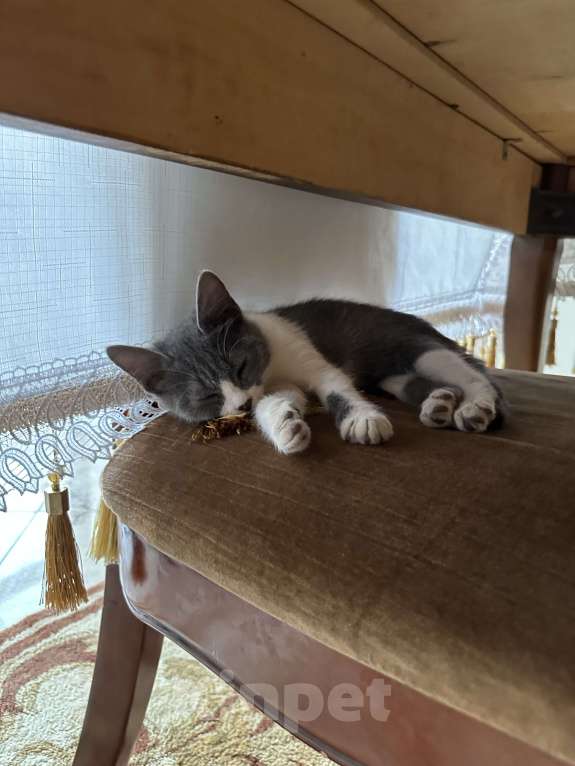 Кошки в Махачкале: Пропала кошка  Девочка, 200 руб. - фото 1