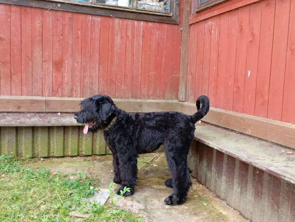 Собаки в Москве: Щенок русского черного терьера Девочка, Бесплатно - фото 3