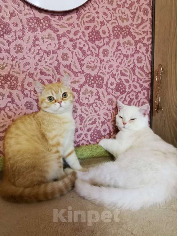 Кошки в Москве: Котята Шотландские  Девочка, 15 000 руб. - фото 2