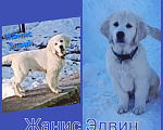 Собаки в Екатеринбурге: Щенки золотистого ретривера Мальчик, 80 000 руб. - фото 1