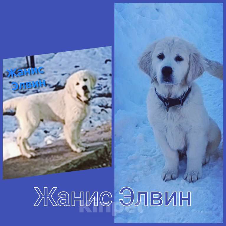 Собаки в Екатеринбурге: Щенки золотистого ретривера Мальчик, 80 000 руб. - фото 1