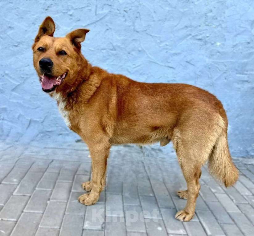 Собаки в Пушкино: Рыжий ищет дом Мальчик, Бесплатно - фото 9