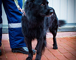 Собаки в Апрелевке: Спокойный и ласковый пес Барон ищет дом! Мальчик, 1 руб. - фото 3