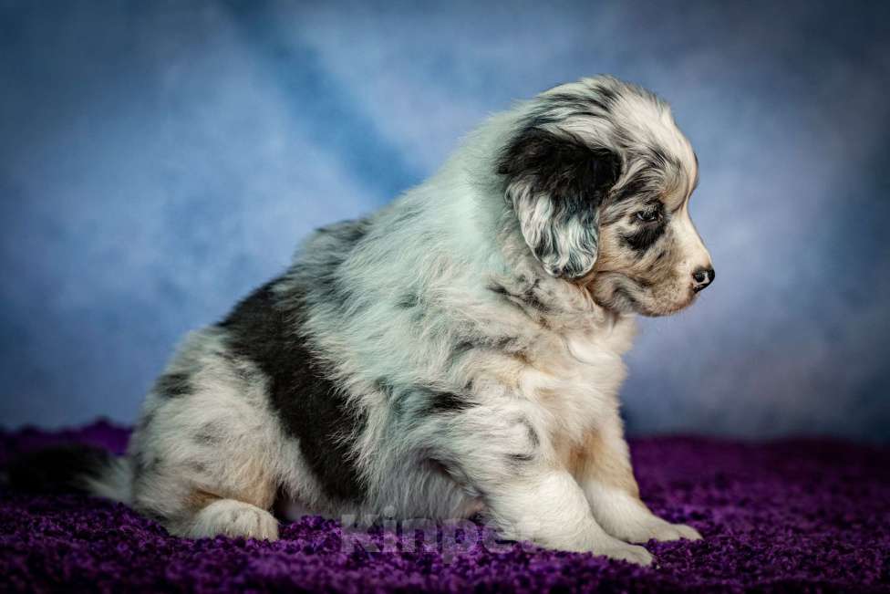 Собаки в Санкт-Петербурге: Щенок австралийской овчарки  Мальчик, Бесплатно - фото 4