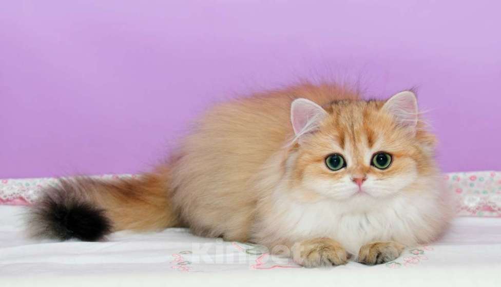 Кошки в Рыбинске: Буковка Девочка, 30 000 руб. - фото 2