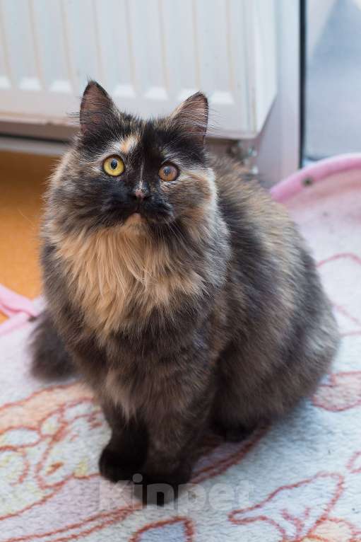 Кошки в Москве: Я так хочу, чтобы она наконец уехала домой Девочка, Бесплатно - фото 3