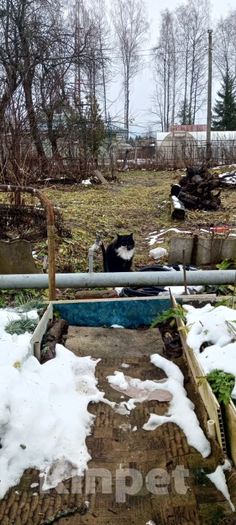 Кошки в Рыбинске: Брошенные дачники Девочка, Бесплатно - фото 2