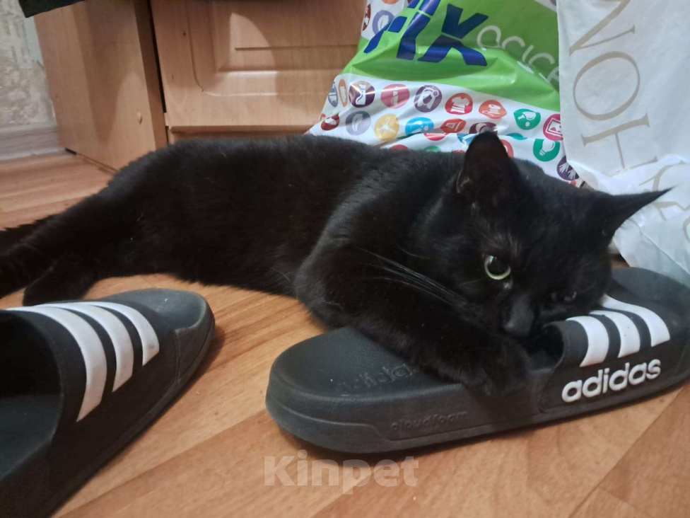 Кошки в других городах Ленинградской области: Пропал кот черный  Мальчик, 5 000 руб. - фото 2