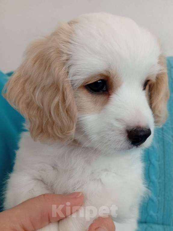 Собаки в Анапе: Щенок мальчик мальтипу/кокер-спаниель Мальчик, 25 000 руб. - фото 1
