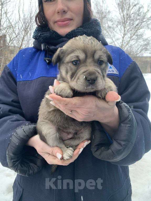 Собаки в Лебедяни: В добрые руки Мальчик, Бесплатно - фото 1