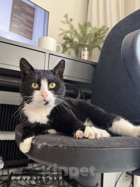 Кошки в Москве: Альпинист- кот оптимиста Мальчик, Бесплатно - фото 8