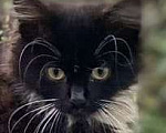 Кошки в Люберцах: Малышка Клео в поисках дома Девочка, 10 руб. - фото 3