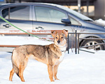 Собаки в Санкт-Петербурге: Очень трогательная собачка Девочка, Бесплатно - фото 7
