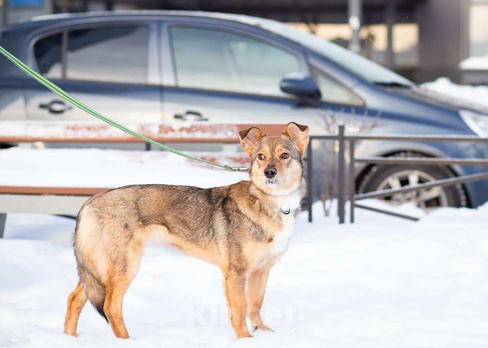 Собаки в Санкт-Петербурге: Очень трогательная собачка Девочка, Бесплатно - фото 7