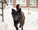 Собаки в других городах Московской области: Собака в добрые руки Девочка, Бесплатно - фото 6