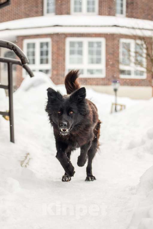 Собаки в других городах Московской области: Собака в добрые руки Девочка, Бесплатно - фото 6
