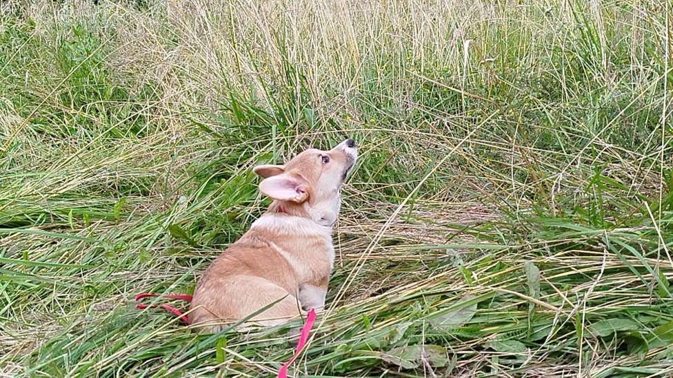 Собаки в других городах Тверской области: Щëголь из Дома Левшовой Мальчик, Бесплатно - фото 3