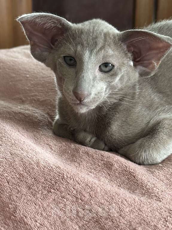 Кошки в Санкт-Петербурге: Ориентальный мальчик Мальчик, Бесплатно - фото 3