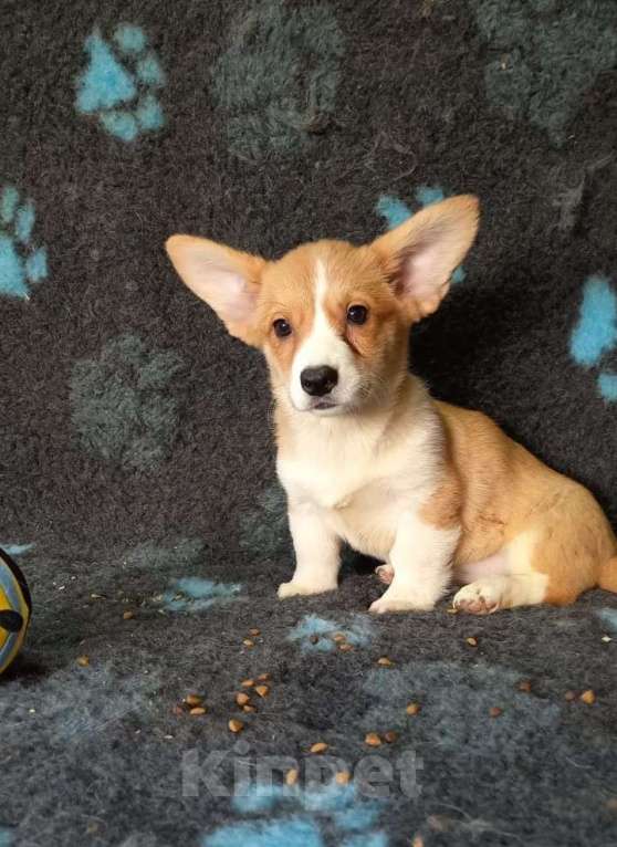 Собаки в Тобольске: Вельш корги кардиган Мальчик, Бесплатно - фото 1