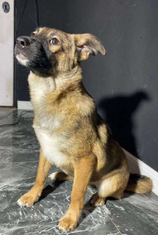 Собаки в других городах Владимирской области: Красотка Мила в добрые ручки Девочка, Бесплатно - фото 1