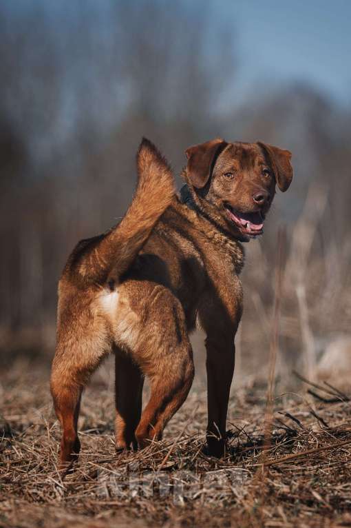Собаки в Москве: Шоколадный мальчик в добрые руки! Мальчик, Бесплатно - фото 6