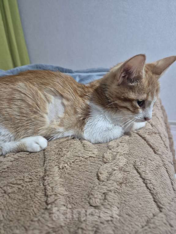 Кошки в Ростове-на-Дону: Ищем хорошие руки мальчику Мальчик, Бесплатно - фото 6