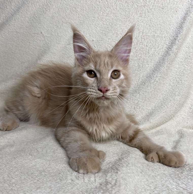 Кошки в Дмитрове: Кремовая девочка полидакт Patrisia Девочка, 30 000 руб. - фото 5
