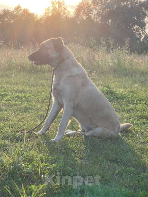 Собаки в Владимире: Девочка в добрые руки Девочка, Бесплатно - фото 5