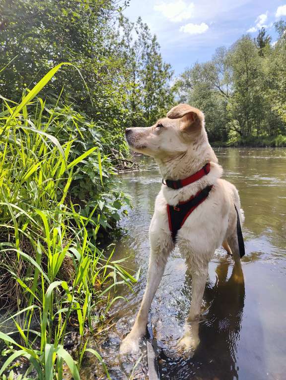 Собаки в Москве: Трепетная Латика ищет дом Девочка, Бесплатно - фото 5