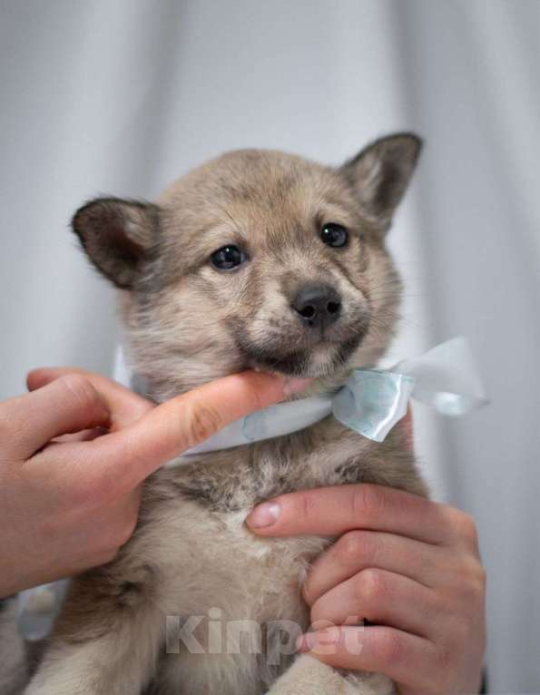 Собаки в Ногинске: Щенок девочка в поиске дома Девочка, Бесплатно - фото 2