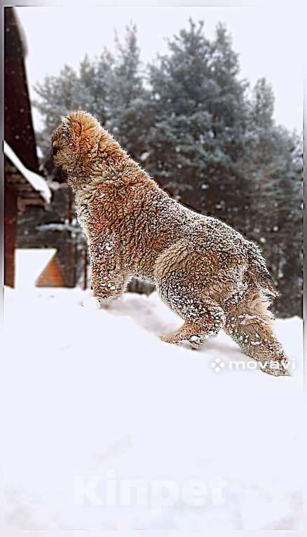 Собаки в Медвежьегорске: Продам щенков Мальчик, Бесплатно - фото 8